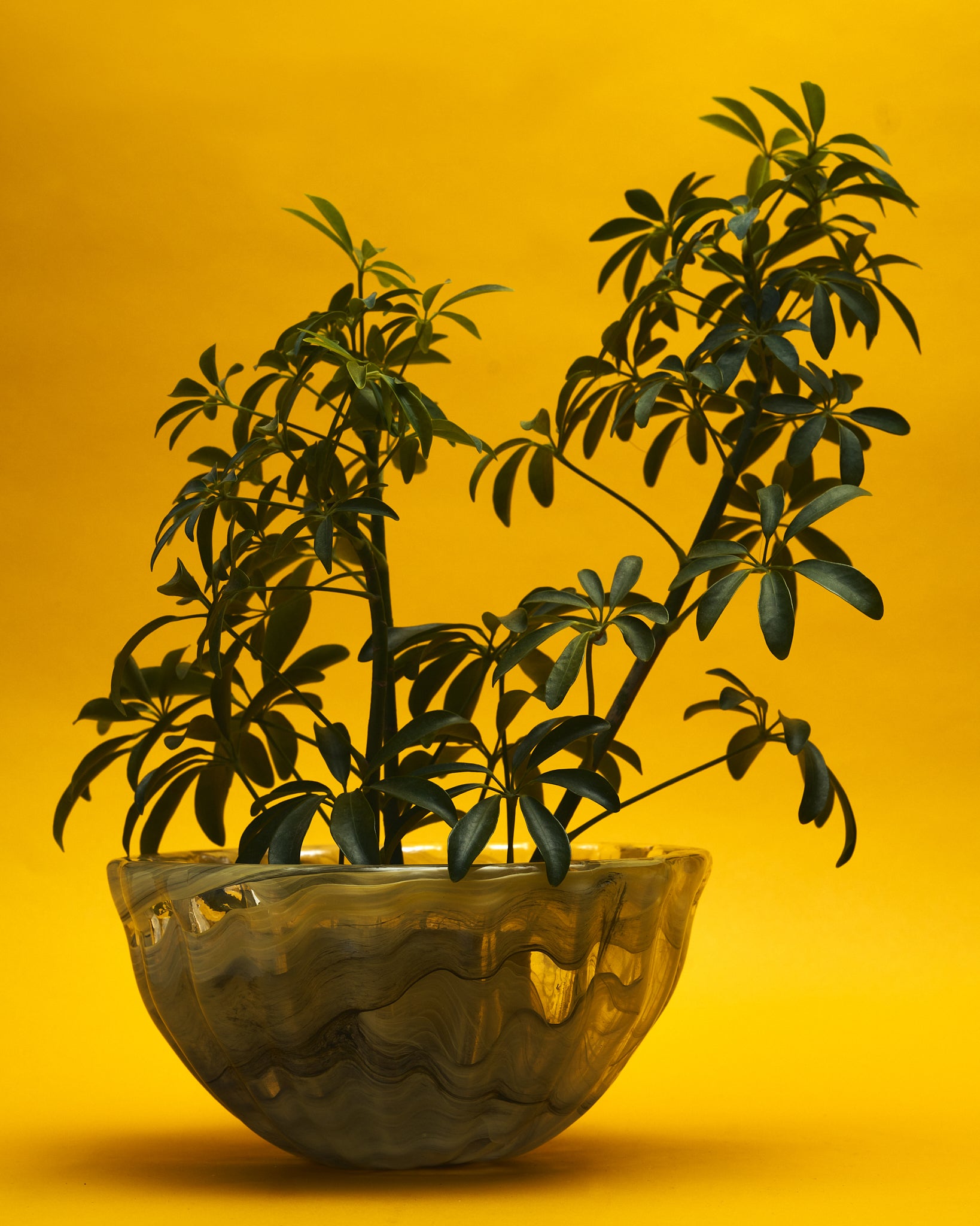 The Green Ribbed Glass Centrepiece Bowl